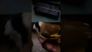 حل مشكل تشحم الحسون أثناء التزاوج