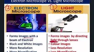 Grade 6 Science (microscopes)