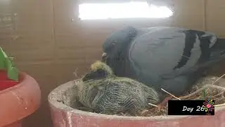 LIFECYCLE OF PIGEONS | Baby Pigeon growth | #MeOnAir