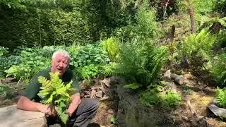 Fern Dryopteris wallichiana 'Jurassic Gold' in Bowdens Gardens