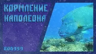 Кормление наполеона !!!!Большая рыбка)!!!Cheilinus undulatus!!!!Red sea!!!