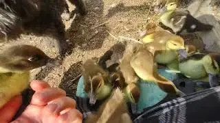 Raising Muscovy Ducks PT 8: Week 2 Ducklings + Behavior