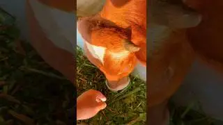 &ldquo;I&rsquo;ve Never Seen a Cow Do This Before! #cow #nature #fyp