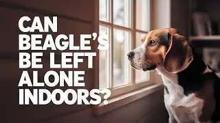 Understanding Your Beagle: Tips For Training And Separation Anxiety