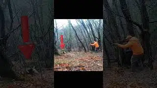 &ldquo;Thrilling Wild Boar Hunt Captured Deep in the Autumn Forest&rdquo;#WildBoar #Hunting #WildlifeMoments