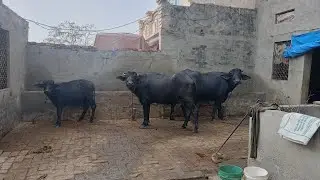 हमने नहलाया भैंसों को और फिर करी तेल की मालिश 🐂