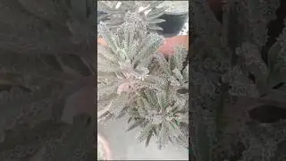 unique plants #viral #bonsai #trending #shortsfeed #flowers #shortsyoutube #garden