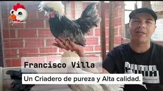 Brahma colombia