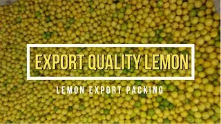 lemon export packing | export quality lemon | lemon export | lemons price