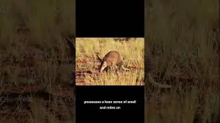 The Aardvark facts #shorts