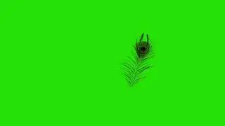 peacock feather green screen video||