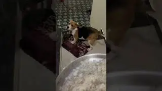 Top 3 Funny Dog MomentsHilarious & Adorable Dog Fails! BettaTheBeagle😂#dog #beagle #dogvideos
