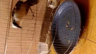 White Crested Laughing Thrush opens cage door (Intelligent Bird)