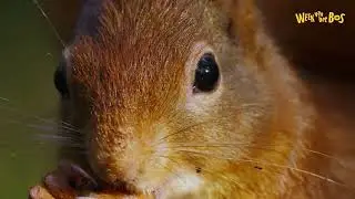 Week van het Bos - Onze Natuur | Lager