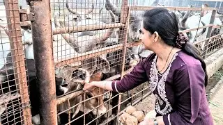 आज असारवा बैठक गौशाला में गायों को लापसी के लड्डू खिलाए |  Alpha Vista Vlogs