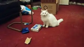 Tozy plays Connect 4