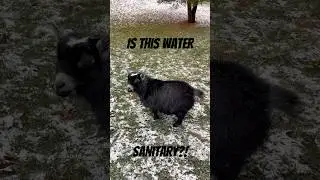 Maggie isn&rsquo;t too happy about the snow ❄️ #goats #pygmygoats #funnyanimals #farm #pets #cuteanimals