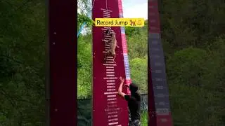 Jump record pitbull ||🐕💪|| high Jump record|| #dog #pitbull #dogfight #pitbulldog #doglover #shorts