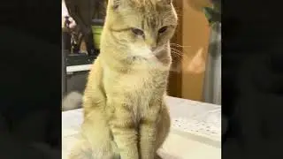 Videos of my Cats::By Bourret Vlogger 
