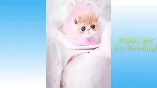 Cute Pets And Funny Animals / Милые и смешные животные #1