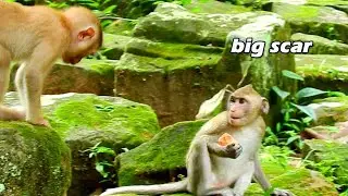 Janna is very scared when other monkey want to come and grab her food