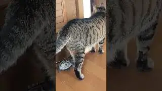 Turtle Seeks Attention from Cat