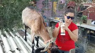 КОЗЛЯТИНА capra hircus