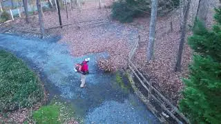 Moving Leaves