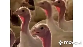 Noggin Field Trip Turkey Farm
