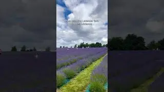 Warwickshire Lavender Farm | Best Lavender farms in West Midlands 🇬🇧