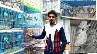 কাপ্তান বাজার পাখির মার্কেট|kaptan Bazar  Bird market|bird Wania|ia|Bangladesh in parrot market
