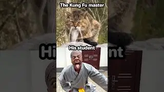 Kung Fu Master Cat 😎
