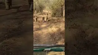 tiger in umred paoni