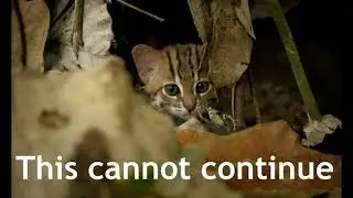 Daily meow memes #6 - Feb 21
