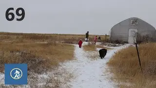 Chilly Friday Cow Milking - Aleman Homestead 69