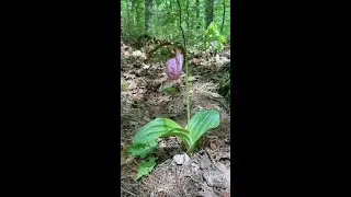 Slipper orchids - lady slipper - lady's slipper orchids