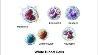 Stages of Maturation of Neutrophils / Difference between Mitotic pool and Post Mitotic pool