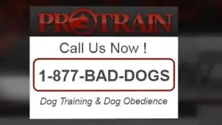 Service Dog Training Orange County