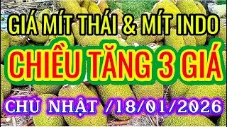 GIÁ MÍT THÁI & MÍT INDO RUỘT ĐỎ CHIỀU NGÀY CHỦ NHẬT /18/01/2026| Giải Trí Miền Tây