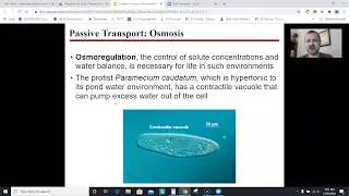 AP Biology Chapter 5: Membrane Transport and Cell Signaling