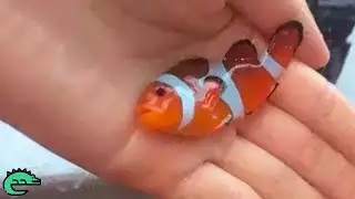 LES 8 POISSONS LES PLUS TOXIQUES DU MONDE ! 🐟