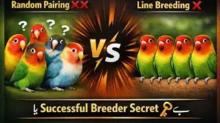 Line Breeding vs Random Breeding — کامیاب بریڈر کون؟”