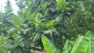 We are harvesting yellow heart breadfruit, Portland Parish 🇯🇲 Jamaica.