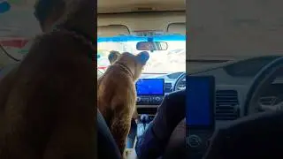 lion cub Simba travel with me 😅😲😱👑🔥