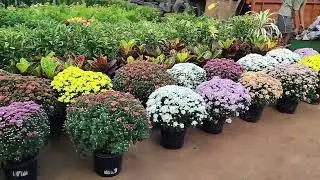 kadiyapulanka nursery visit