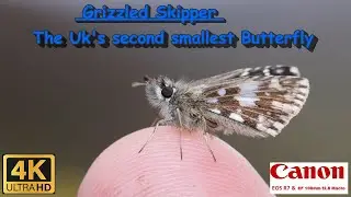 Pyrgus malvae   Grizzled Skipper
