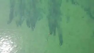 Thai Park Officials Spot Dozens of Rare Sirenians in Undisturbed Waters