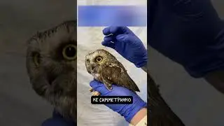 Сова 🦉 Часть 2. Ниндзя