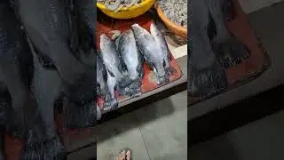 How Do Small Chonak Fish Look Like? Small Giant Sea Perch | Goan Chonak Fish | Goan Gaunti Chonak