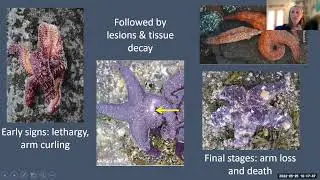 How to Contribute to Sea Star Monitoring